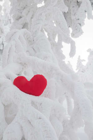 A lonely heart on snowの写真素材