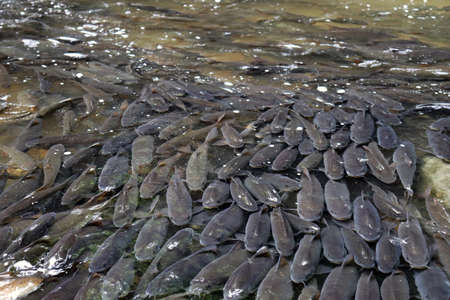 The Fish at the waterfall at Hua Hin at the South of Thailandの写真素材