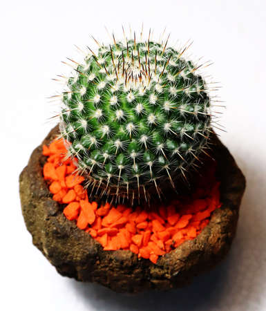 a close up cactus in white back ground,pattern,white patternの写真素材