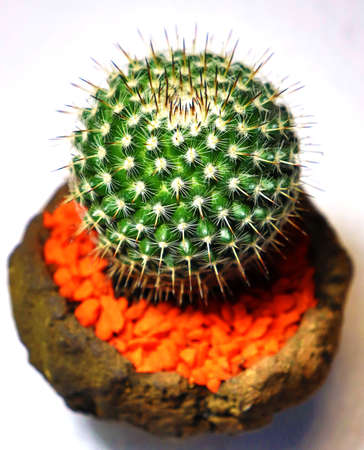 a close up cactus in white back ground,pattern,white patternの写真素材