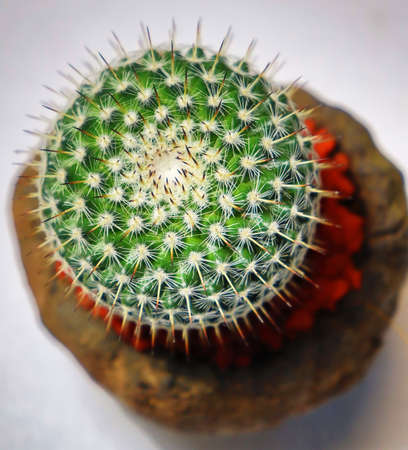 the close up of cactus in white background in macro modeの写真素材