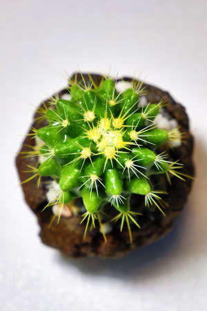 a close up cactus in white back ground,pattern,white patternの写真素材