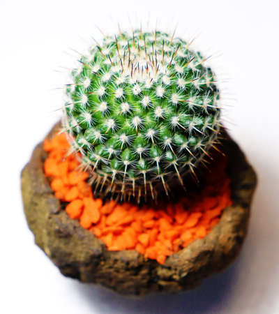 a close up cactus in white back ground,pattern,white patternの写真素材