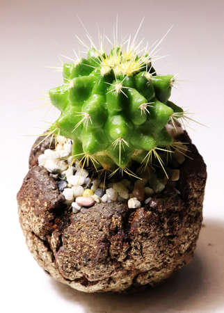 a close up cactus in white back ground,pattern,white patternの写真素材