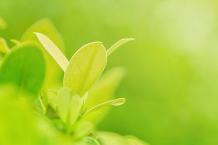 closeup nature of green leaf in garden under sunlight.