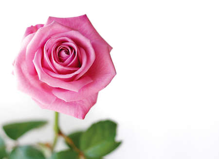 Beautiful pink rose isolated on a white background の写真素材