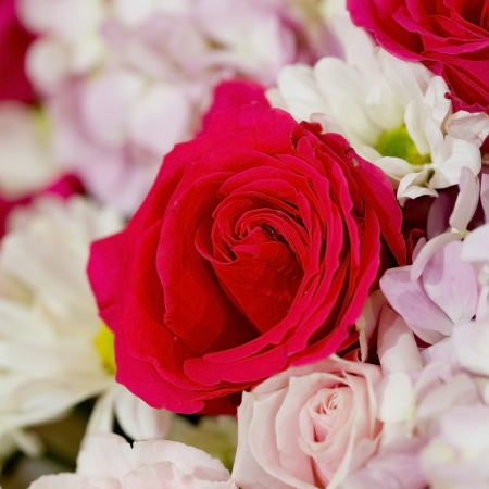 Colorful fower background - natural texture of love - Red and Pink Rosesの写真素材