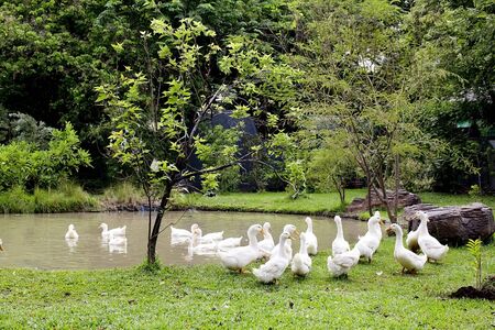 A flock of ducks and geese in a parkの写真素材