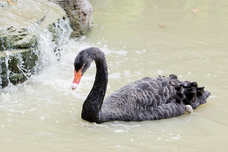 A black swan swimming on a pool of blue water. Cygnusの写真素材