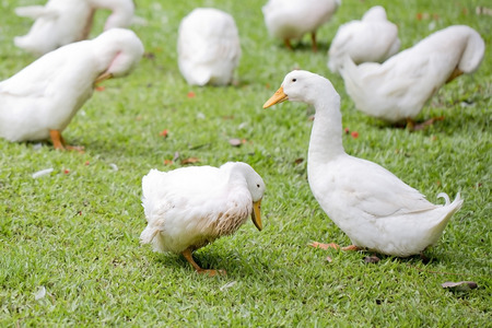 A flock of ducks and geese in a parkの写真素材