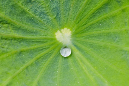 water drop on lotus leafの写真素材