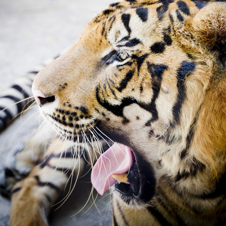 Close up tigerの写真素材