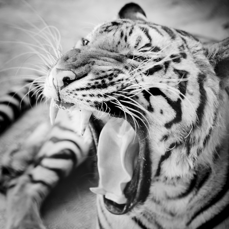 Close up tigerの写真素材