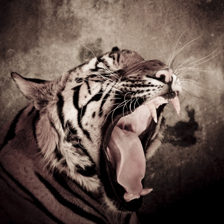 close up of a tigerの写真素材