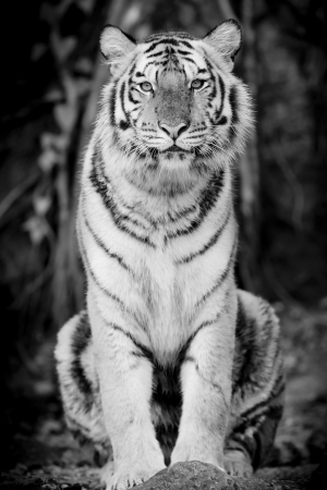 Black   White Tigerの写真素材