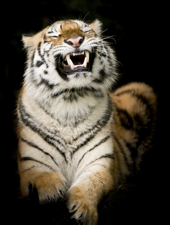 Portrait of tigerの写真素材