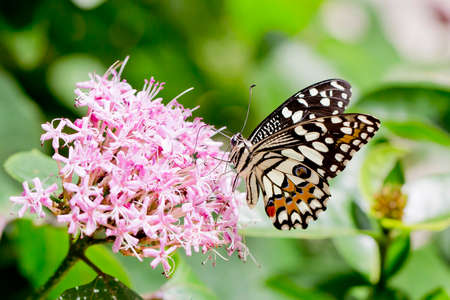 Black and White Butterflyの写真素材