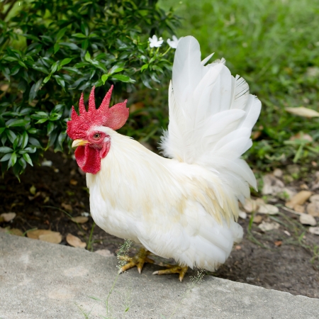One white roosterの写真素材