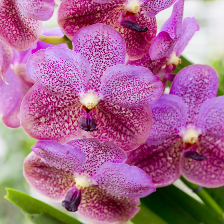 Purple orchid flowers