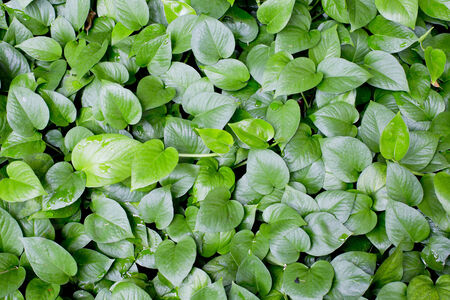 green leaves background textureの写真素材
