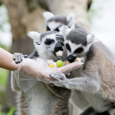 Wild meerkats  aka suricates , Karoo, South Africaの写真素材