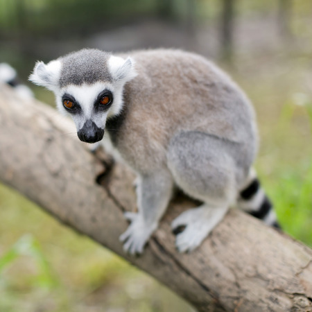 Wild meerkats  aka suricates , Karoo, South Africaの写真素材