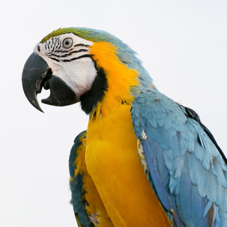 Blue-and-Yellow Macaw  Ara ararauna , also known as the Blue-and-Gold Macaw