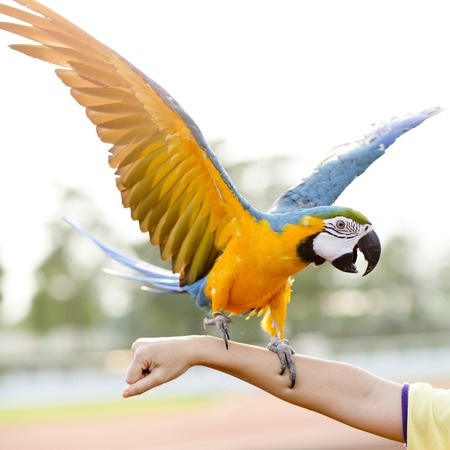 Blue-and-Yellow Macaw  Ara ararauna , also known as the Blue-and-Gold Macawの写真素材
