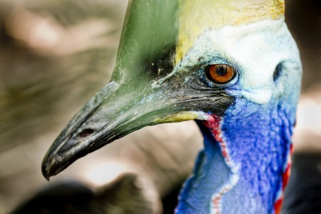 Portrait of cassowary, Casuarius casuarius, Queensland,の写真素材