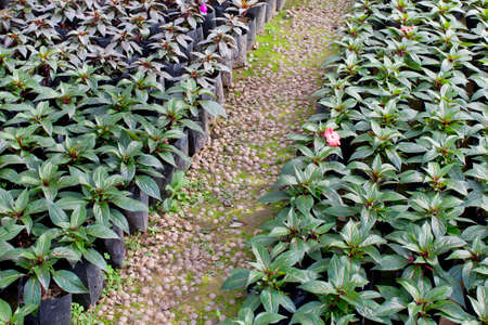 path in the gardenの写真素材