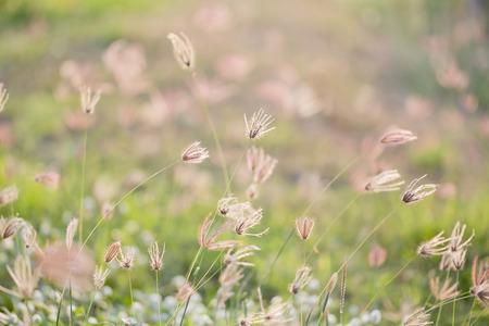 camomiles on summer field closeupの写真素材