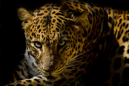 Leopard portraitの写真素材