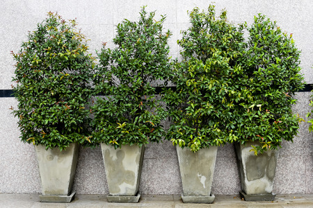Garden flowers in flowerpots outdoorの写真素材