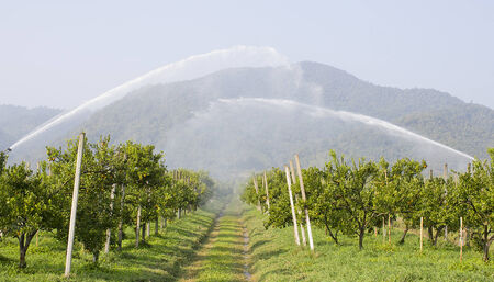 Spinkler in garden,の写真素材