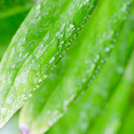 Dew drops close up