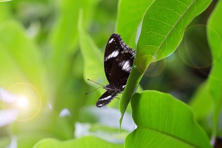 A brown butterfly on a green plant leaf 