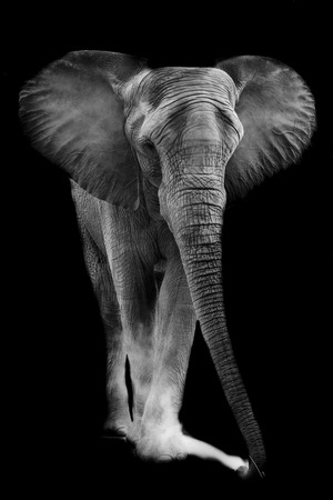 African elephantの写真素材