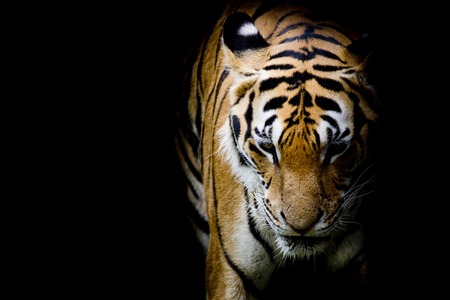 Tigerの写真素材