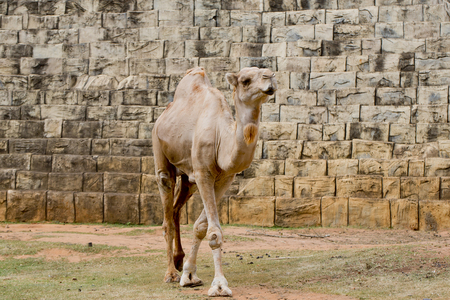 camelの写真素材