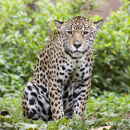 Jaguar portrait
