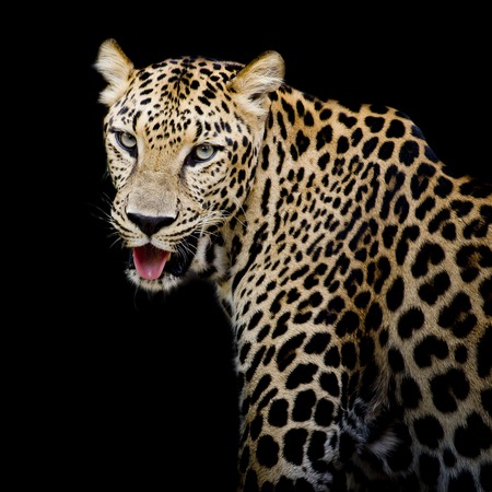 Leopard portraitの写真素材