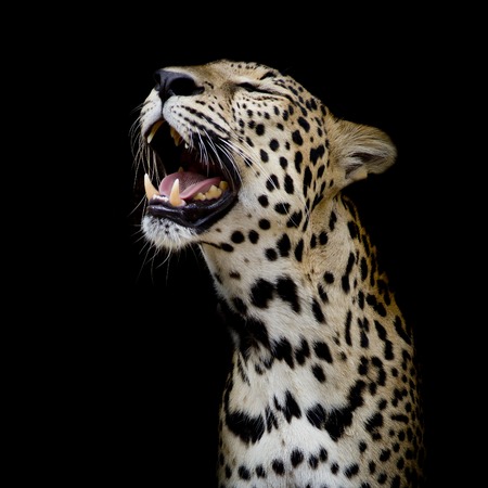Leopard portraitの写真素材