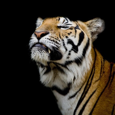 Tiger was happy