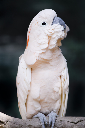 Portrait of a Moluccan Cockatoo  Cacatua moluccensis , or Salmon-crested Cockatoo,の写真素材