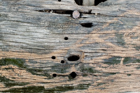 old wood backgroundの写真素材
