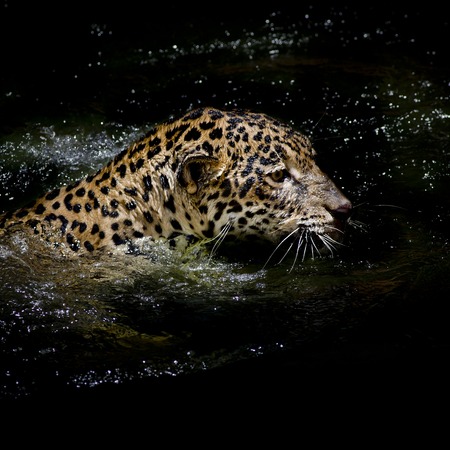 Jaguar  swimの写真素材