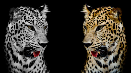 close up Leopard Portraitの写真素材