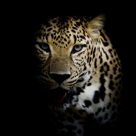 close up Leopard Portrait