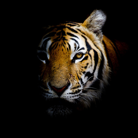 Tiger Tiger