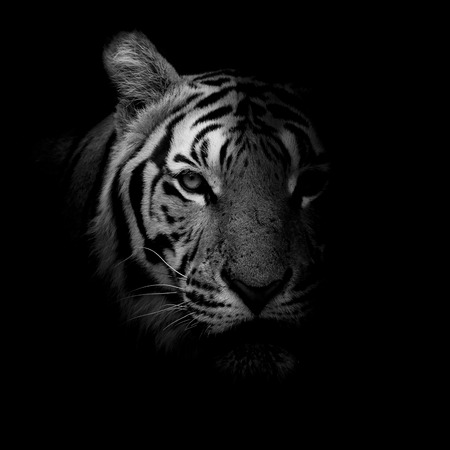 Tigerの写真素材